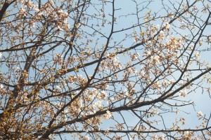 5月連休明け